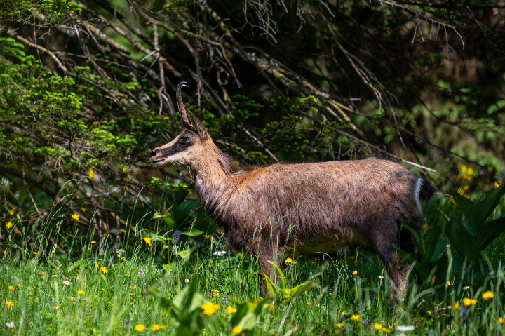 Chamois sorti du bois en robe d'été (2025)