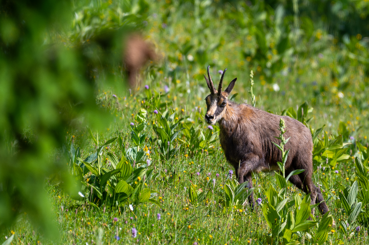 Chamois en balade en robe d'été (2025)