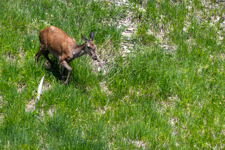 Biche se rendant à la rivière (2025)