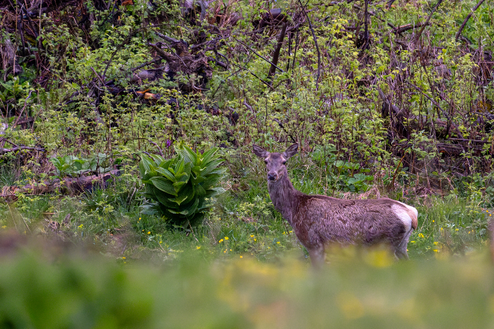 Biche sous la pluie de printemps (2025)