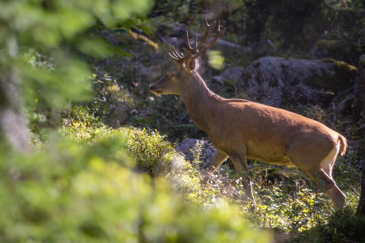Cerf élaphe en balade à la fin de l'été (2025)