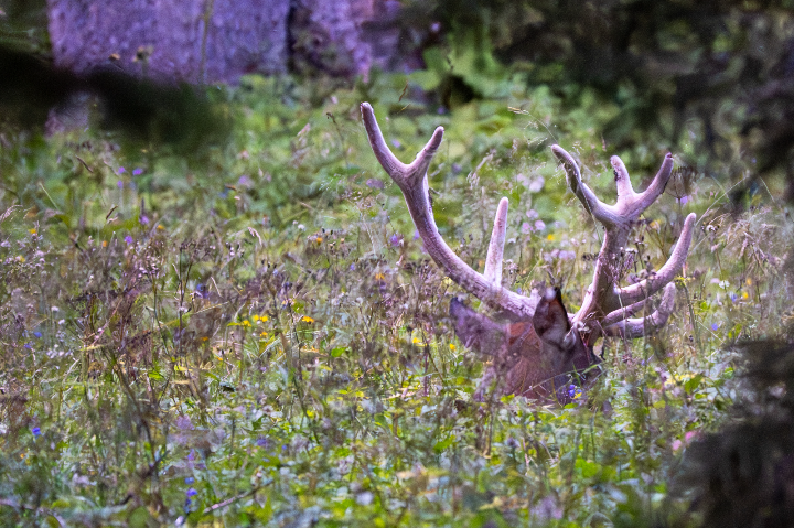 Cerf élaphe camouflé dans les herbes au crépuscule (2025)