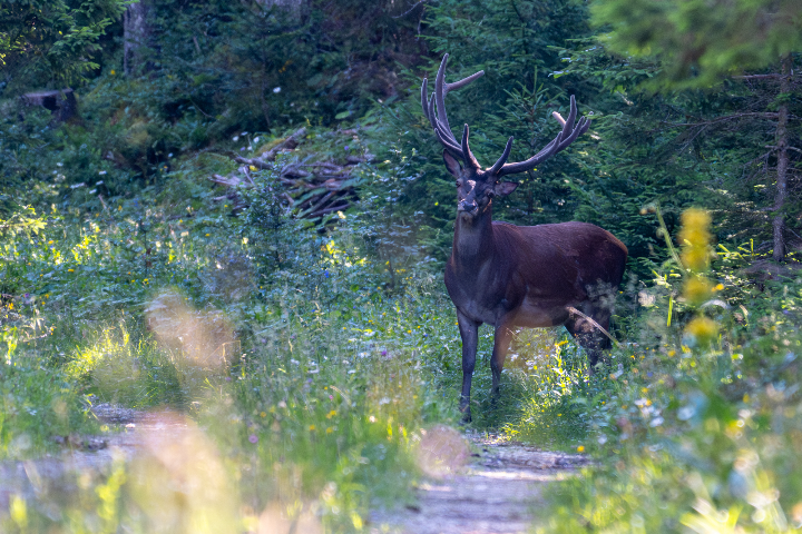 Cerf élaphe sorti du bois à l'aube (2025)