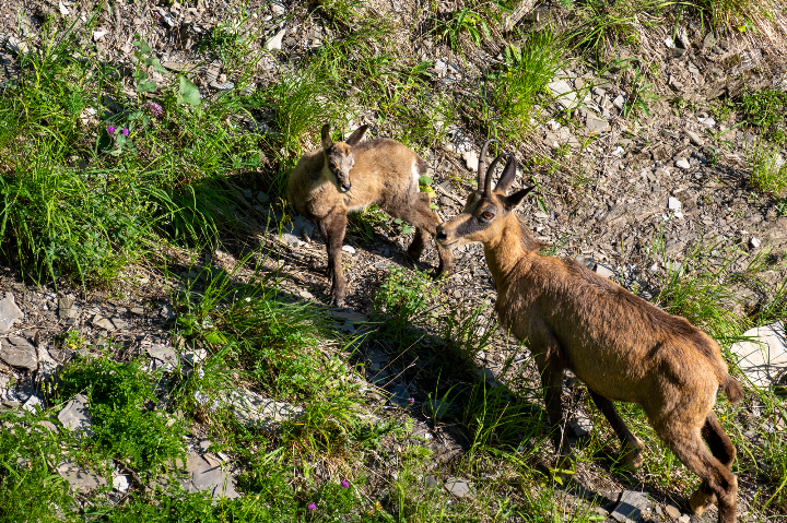 Chamois et son chevreau en robe d'été (2025)