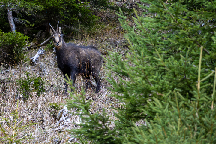 Chamois à la montagne en robe d'hiver (2025)
