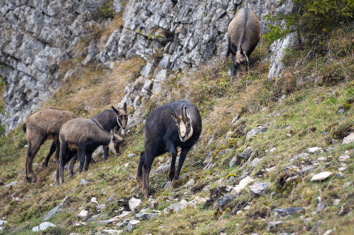 Chamois en harde avec mâle dominant (2025)
