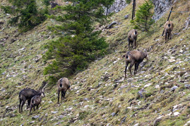 Chamois à la montagne en harde (2025)