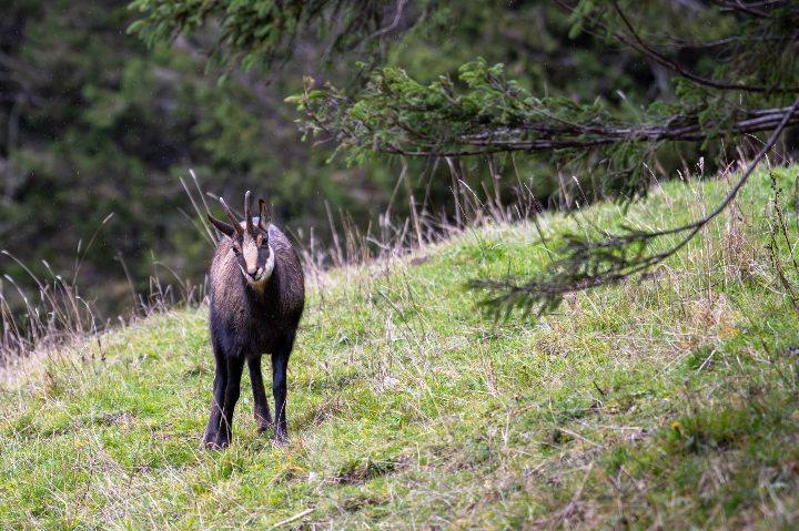 Chamois à la montagne à l'heure du goûter (2025)