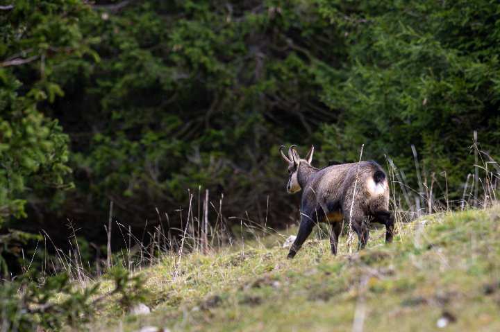 Chamois à la montagne en balade (2025)