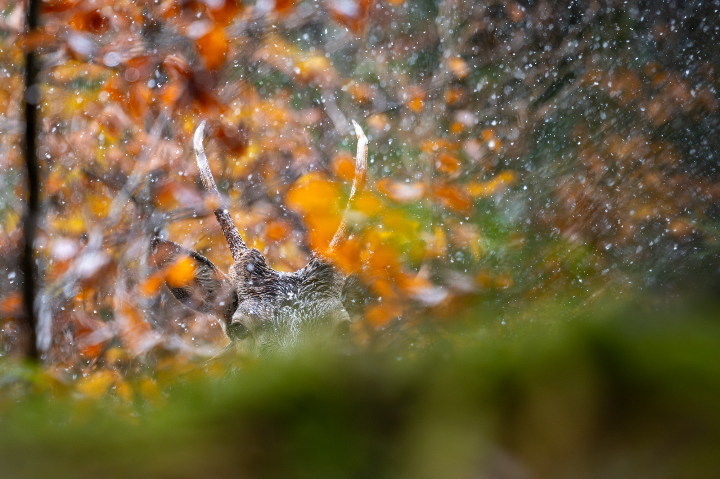 Daguet sous les premières neiges d'automne (2025)
