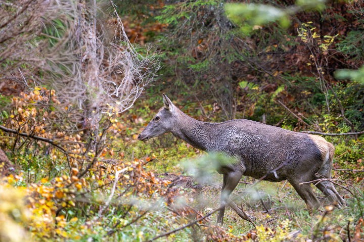 Biche sortie du bain de boue (2025)