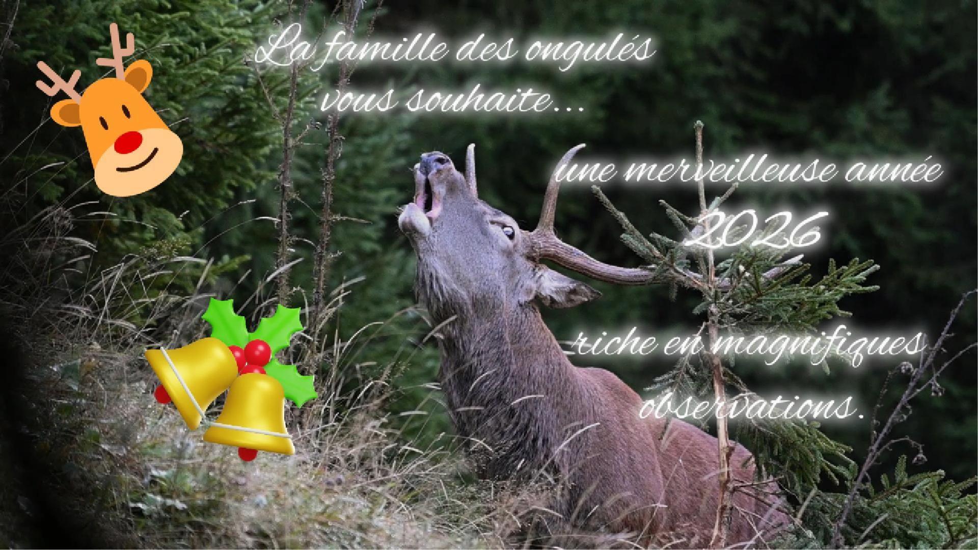 Voeux 2026 de la famille des ongulés