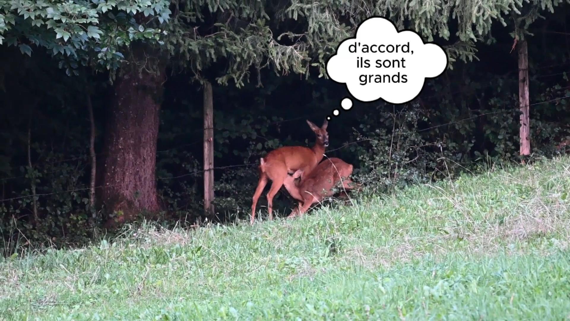 Chevrette qui donne le biberon (2025)