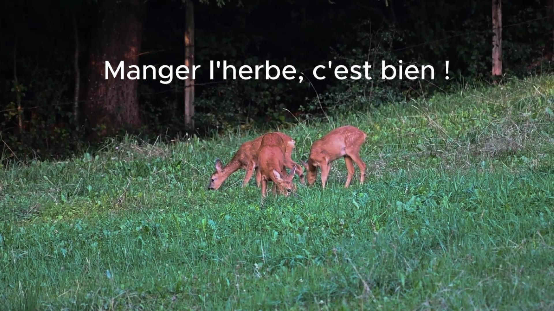Chevrette et faons souhaitant biberonner (2025)