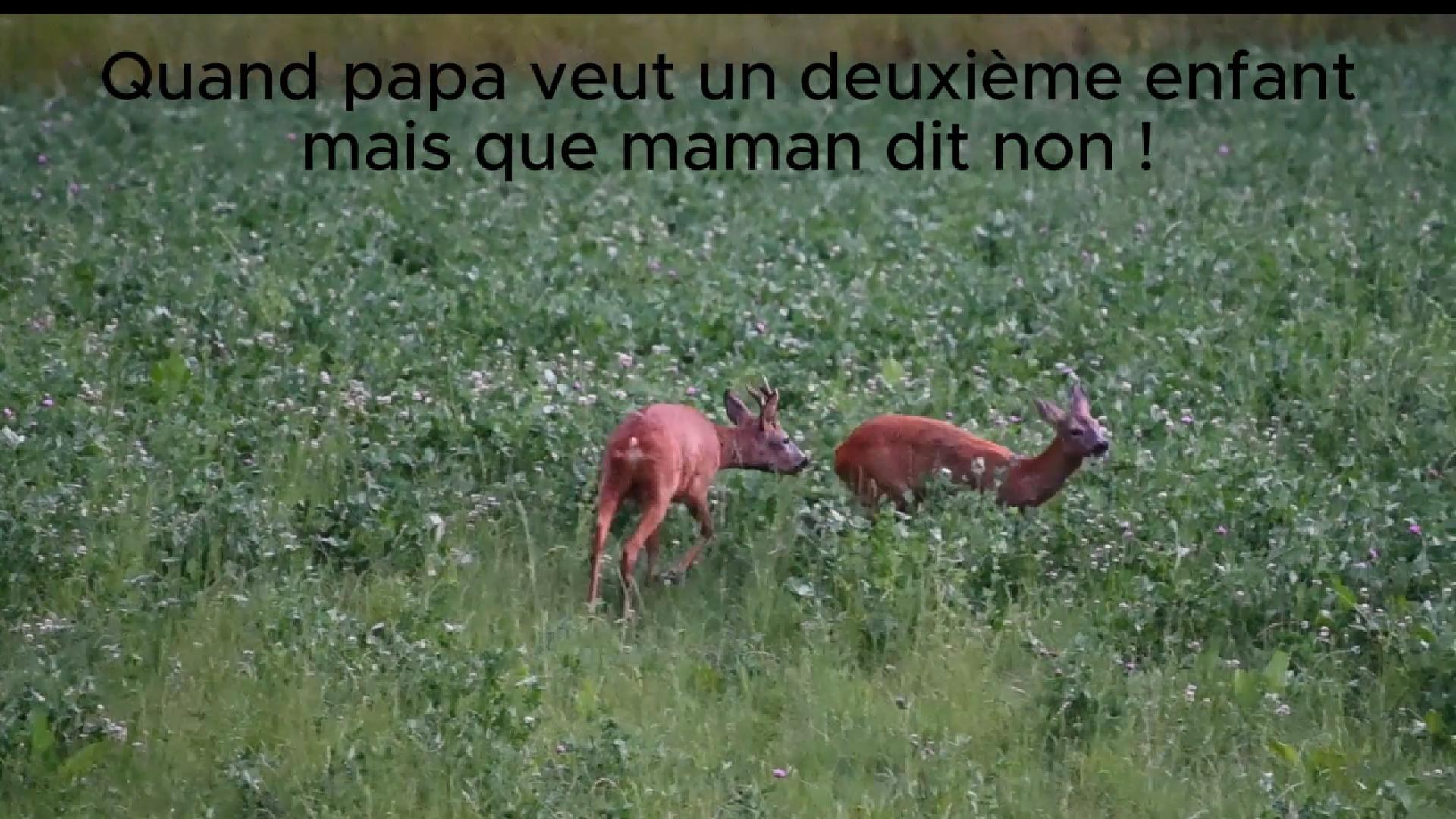 Chevreuil et chevrette à l'heure des amours (2025)