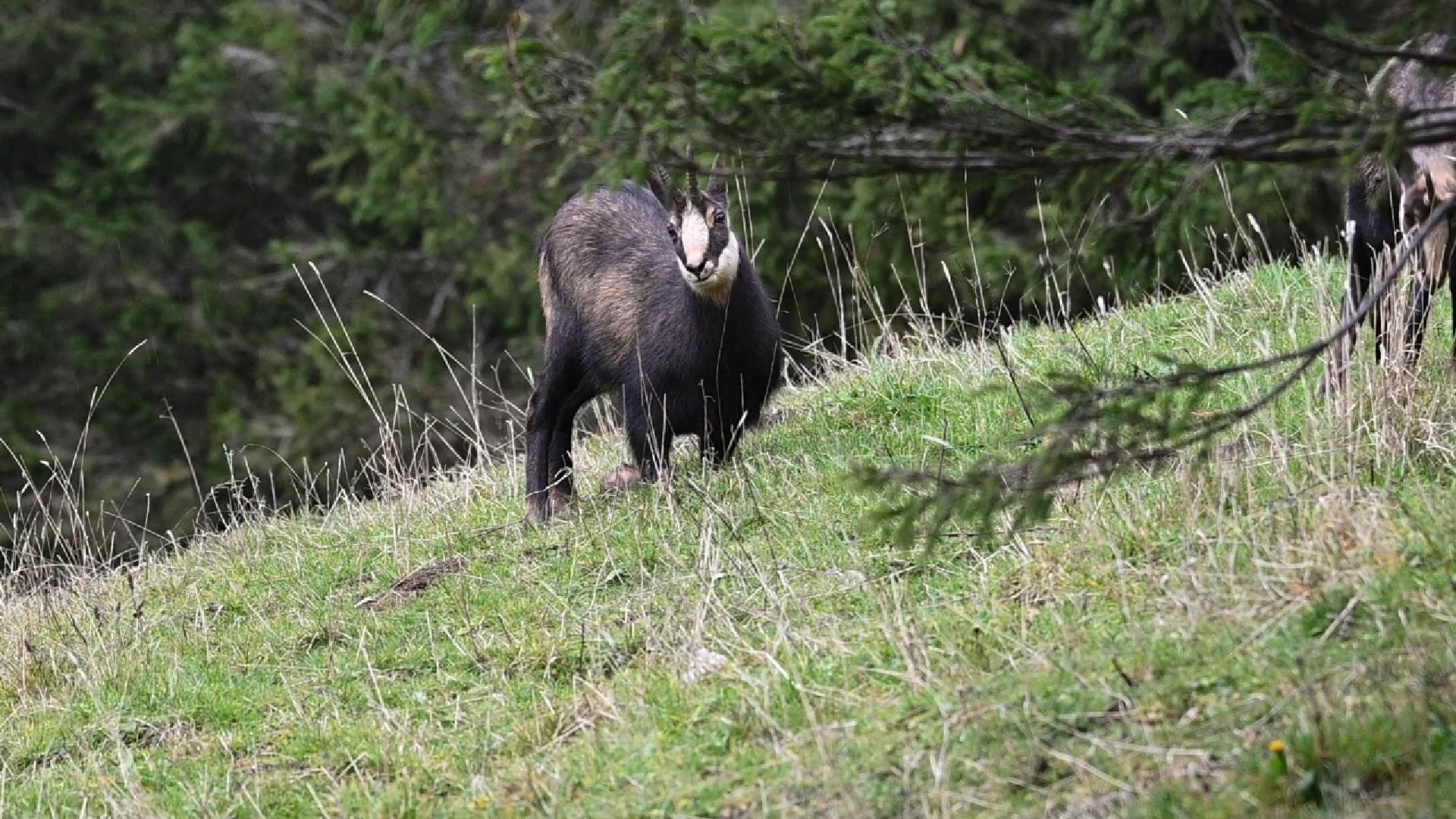 Chamois mangeant sur les carpes (2025)