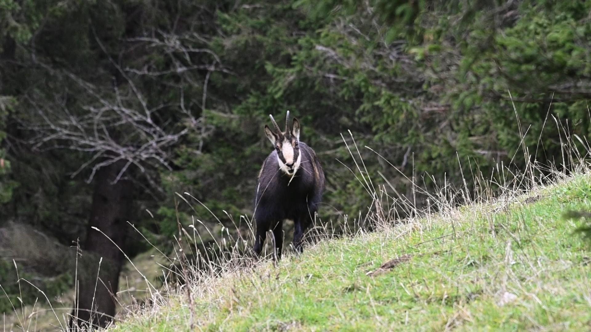 Chamois à l'heure du goûter (2025)