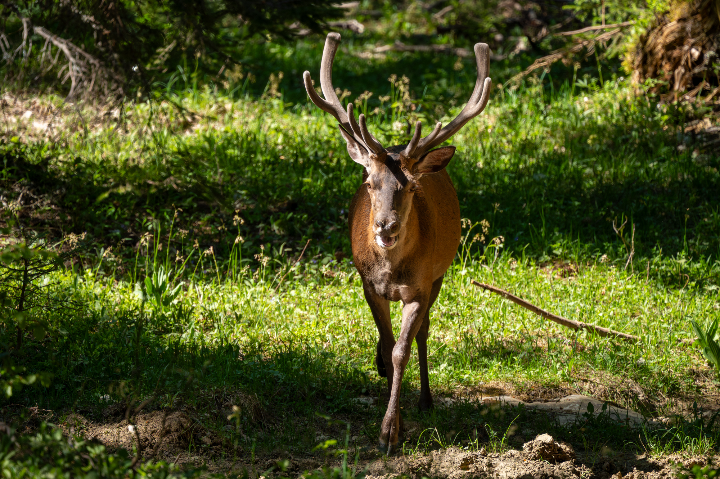 Cerf élaphe en robe d'été et bois de velours (2026)