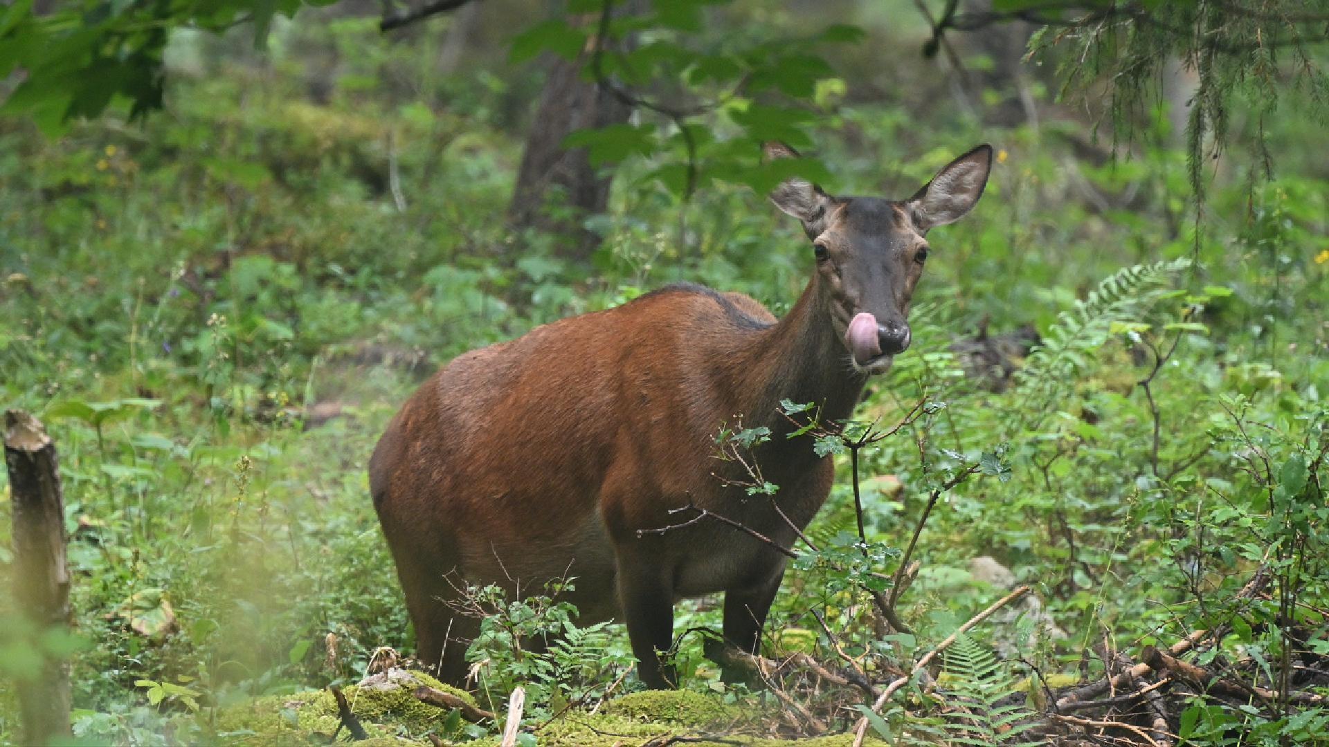 Cette biche en robe d'été a bien failli me détecter ! (2026)