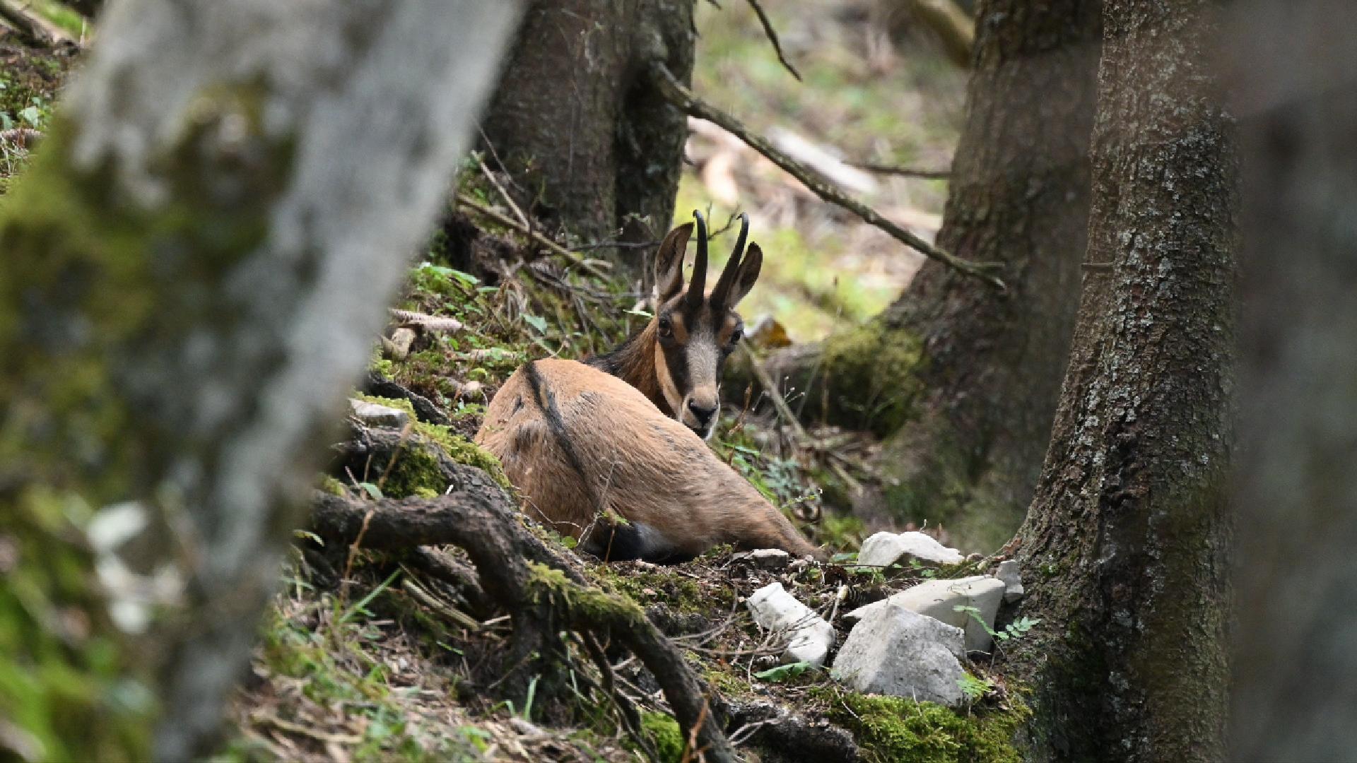 Rumination du chamois (2026)