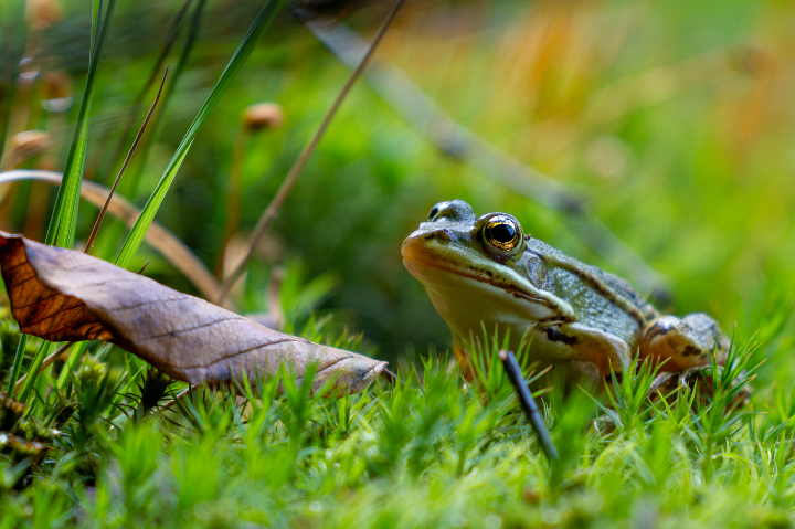 Grenouille verte sur la mousse (2025)