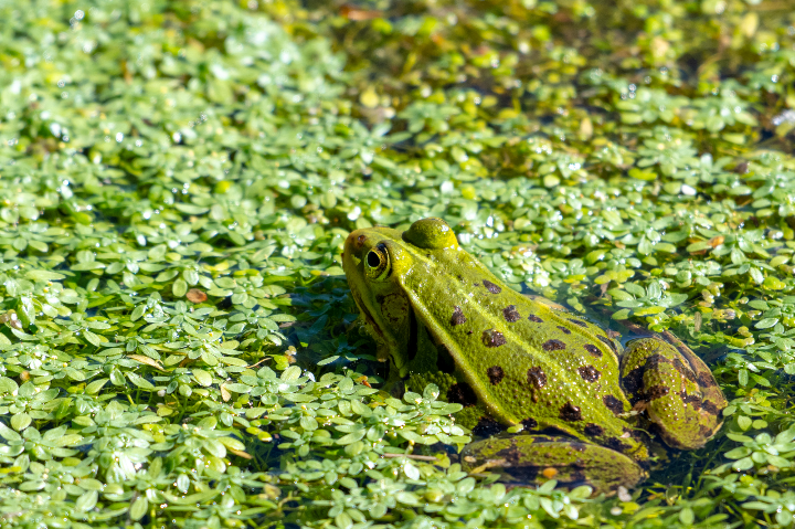 Grenouille verte se prélassant au soleil (2025)