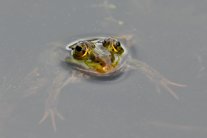 Grenouille verte dans l'étang (2025)