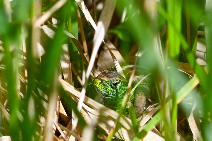 Lézard vert en mue (2025)