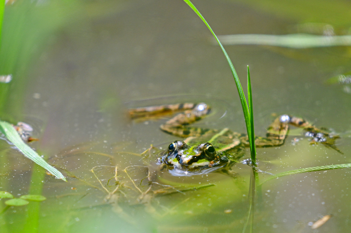 Grenouille verte dans une flaque dans un pré (2024)