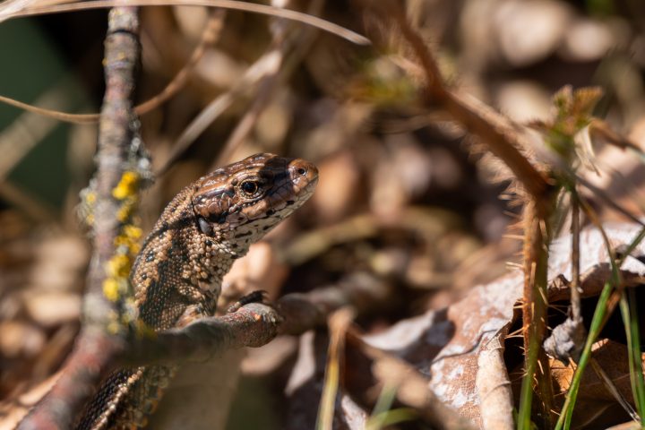 Lézard des murailles curieux (2026)