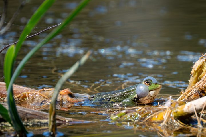 Grenouille verte qui coasse (2026)