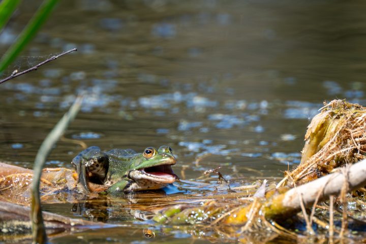 Grenouille verte ayant mangé un insecte (2026)
