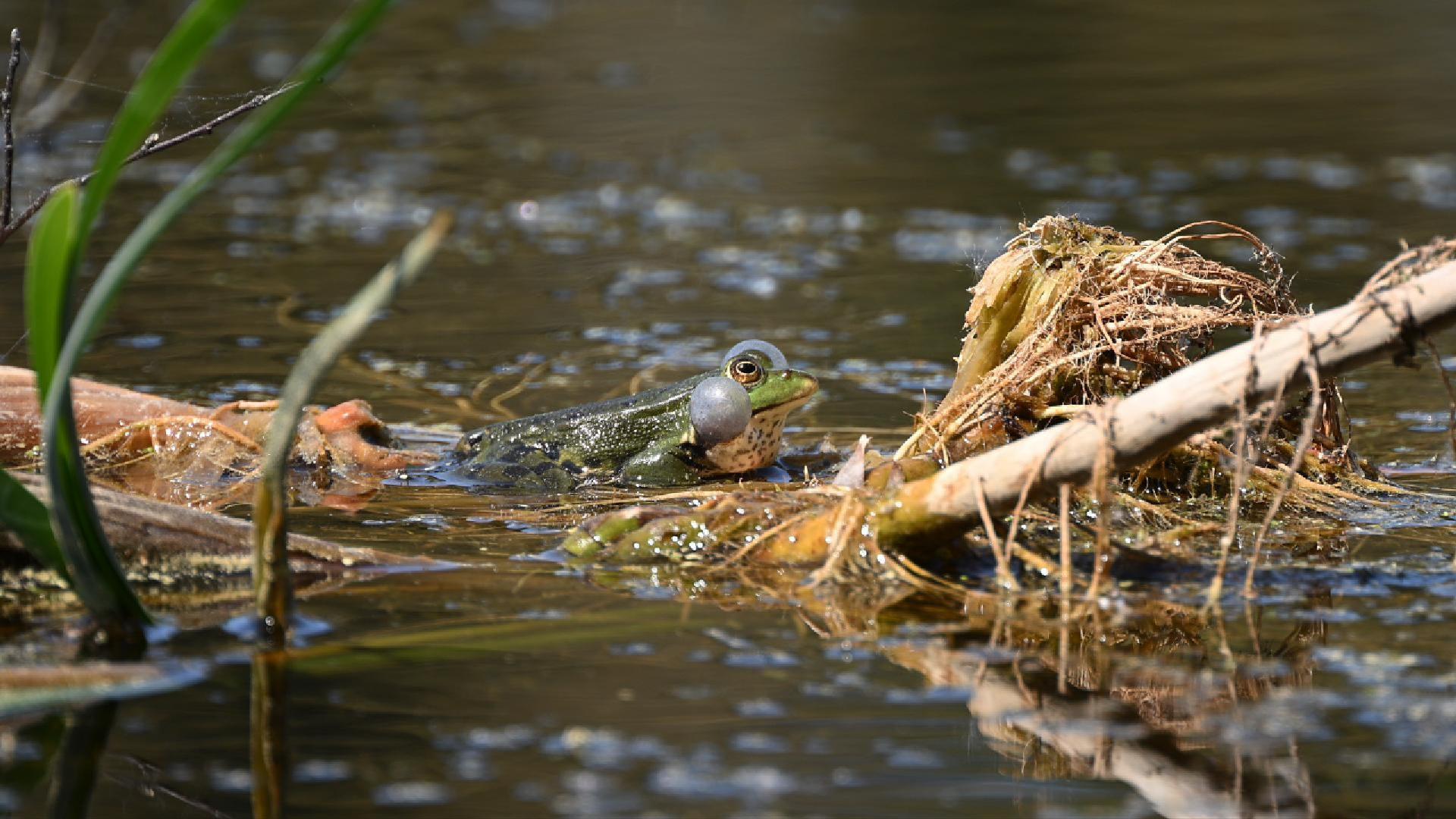 Grenouille verte qui coasse au soleil (2026)