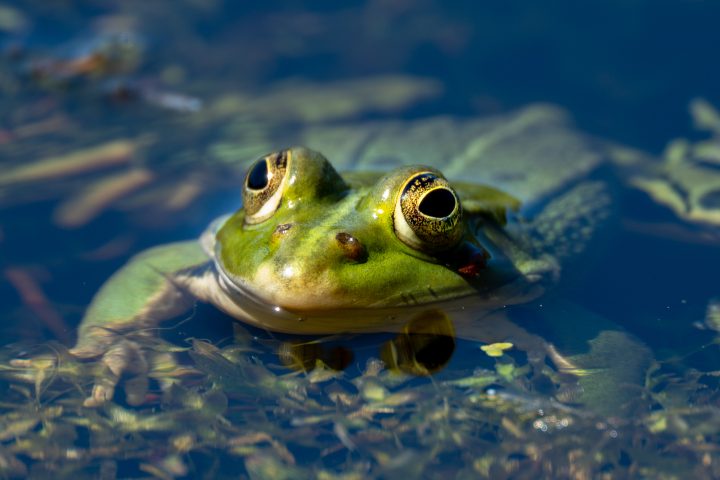 Gros plan sur la grenouille verte (2026)