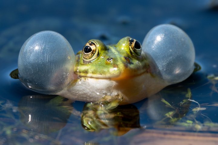 Gros plan sur la grenouille verte qui coasse (2026)