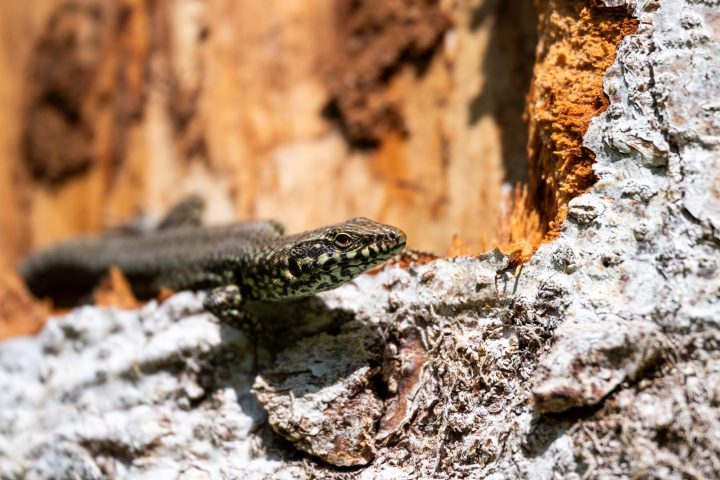 Lézard des murailles se réchauffant au soleil (2026)