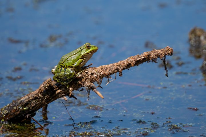 Grenouille verte perchée prenant un bain de soleil (2026)