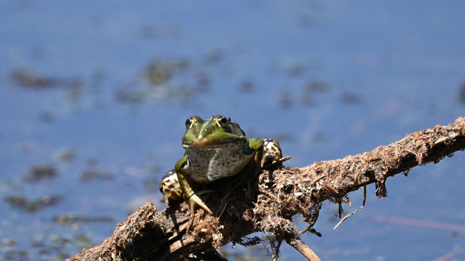 Chill la grenouille ! (2026)