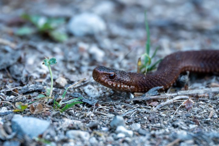 Reptiles et amphibiens